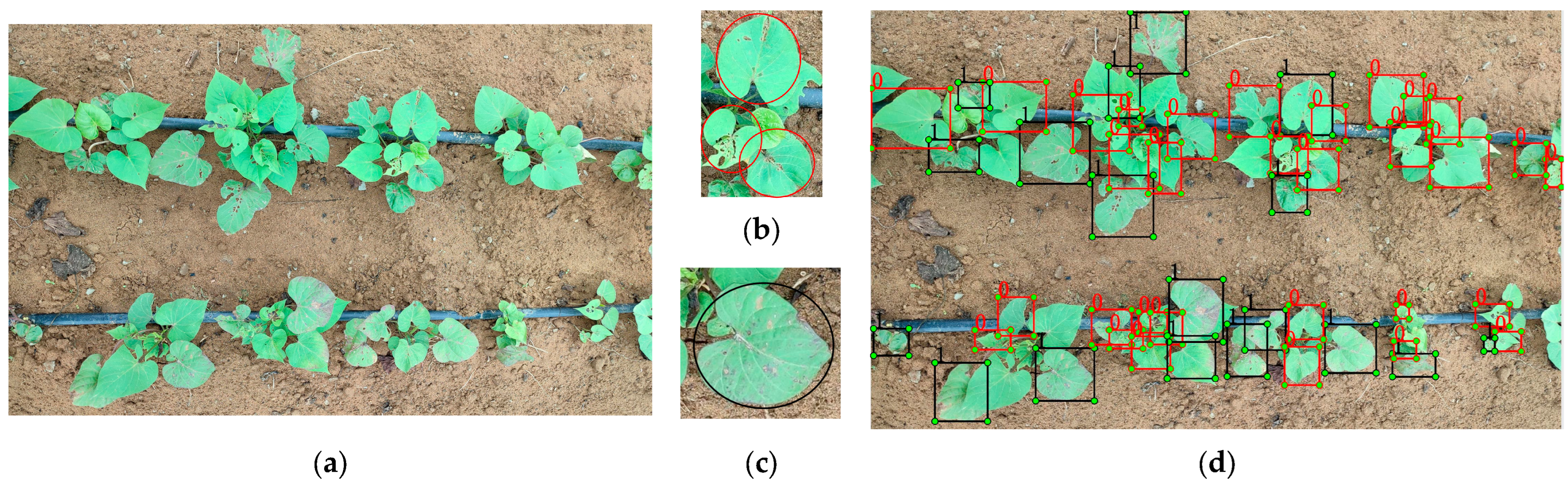 A Detection Method for Sweet Potato Leaf Spot Disease and