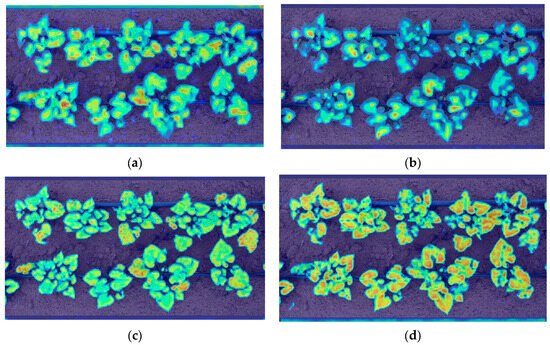 テスト A Detection Method for Sweet Potato Leaf Spot Disease and