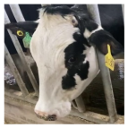 Agriculture 15 00516 i019