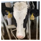 Agriculture 15 00516 i020