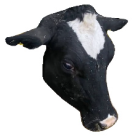 Agriculture 15 00516 i025