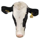 Agriculture 15 00516 i028