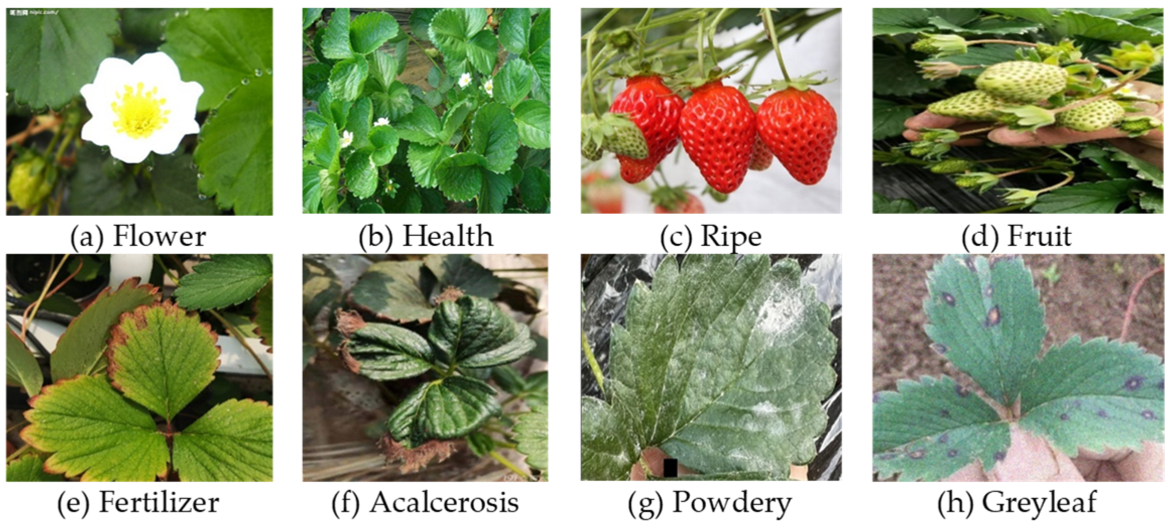 Agriculture 15 00570 g002