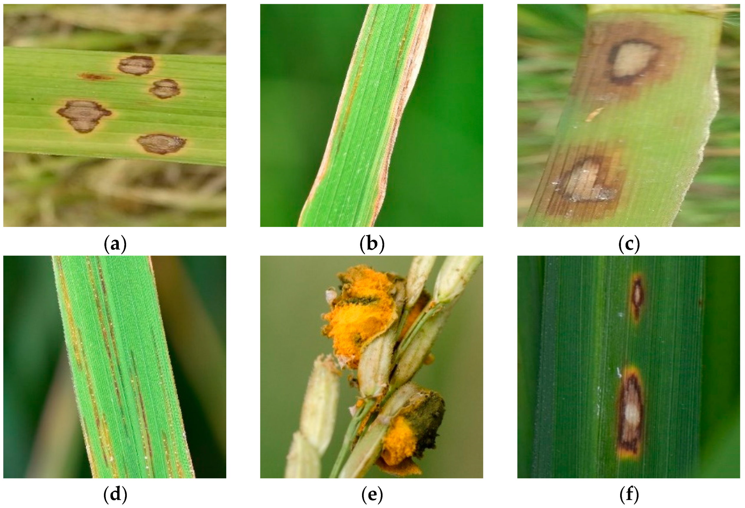 Agriculture 15 00571 g001