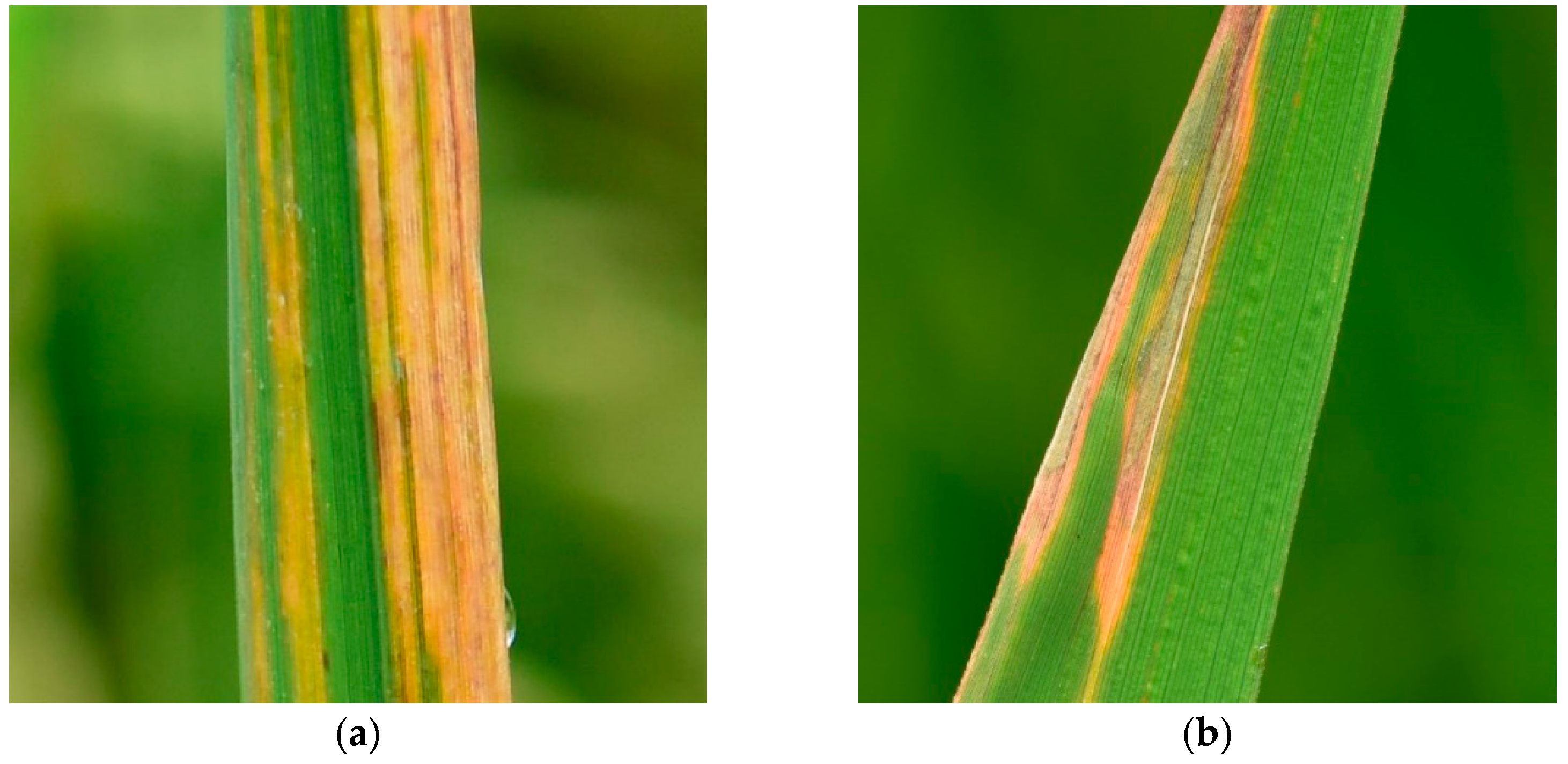 Agriculture 15 00571 g012