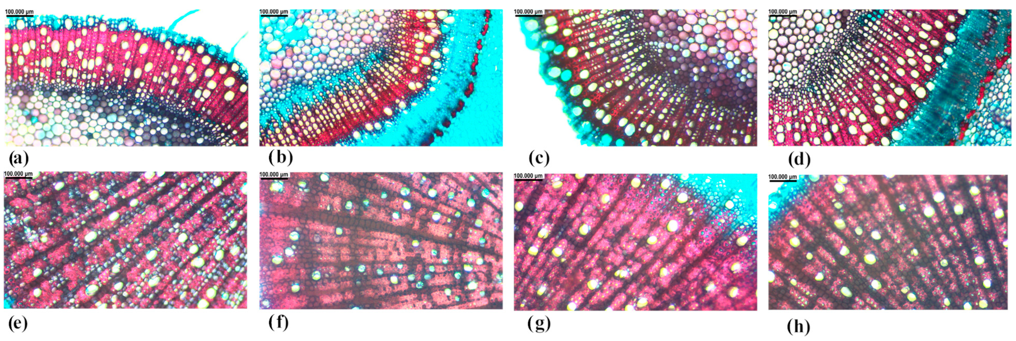 Agriculture 15 00574 g002