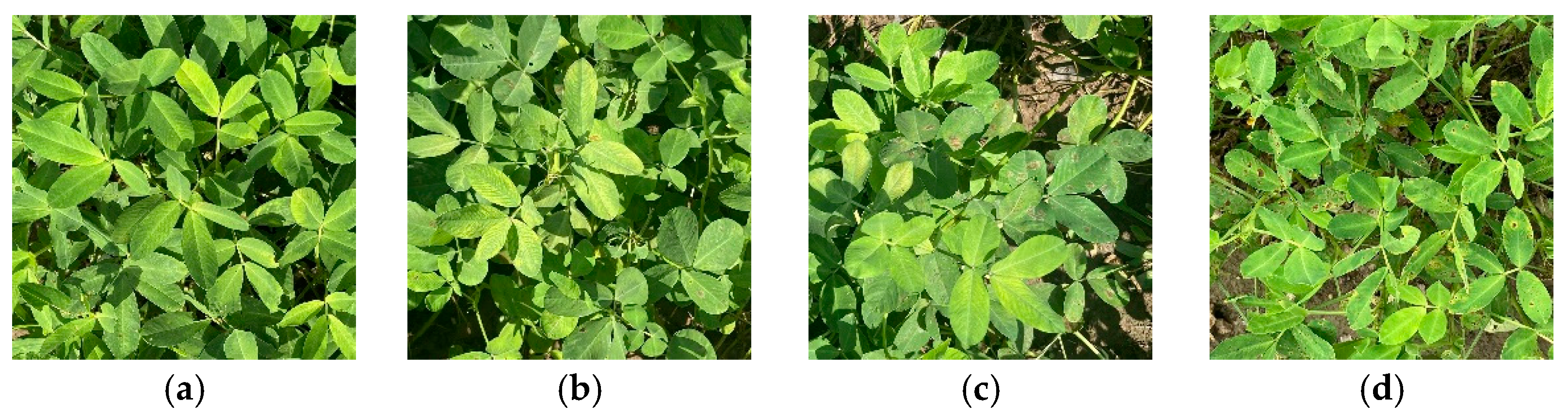 Agriculture 15 00597 g002