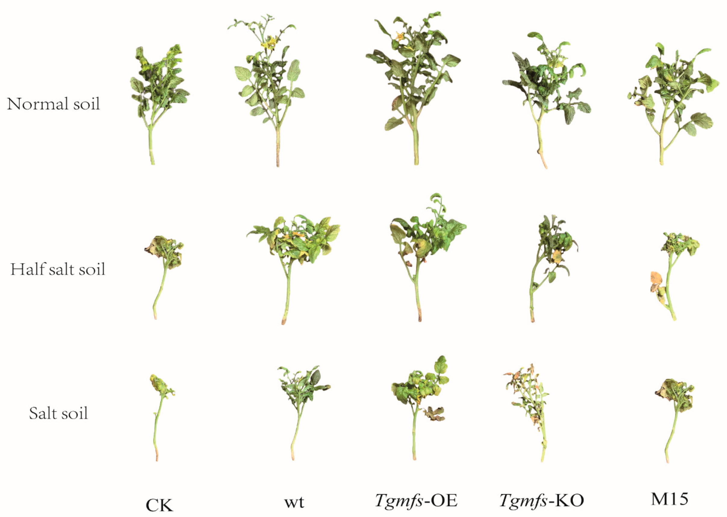 Agriculture 15 00610 g004