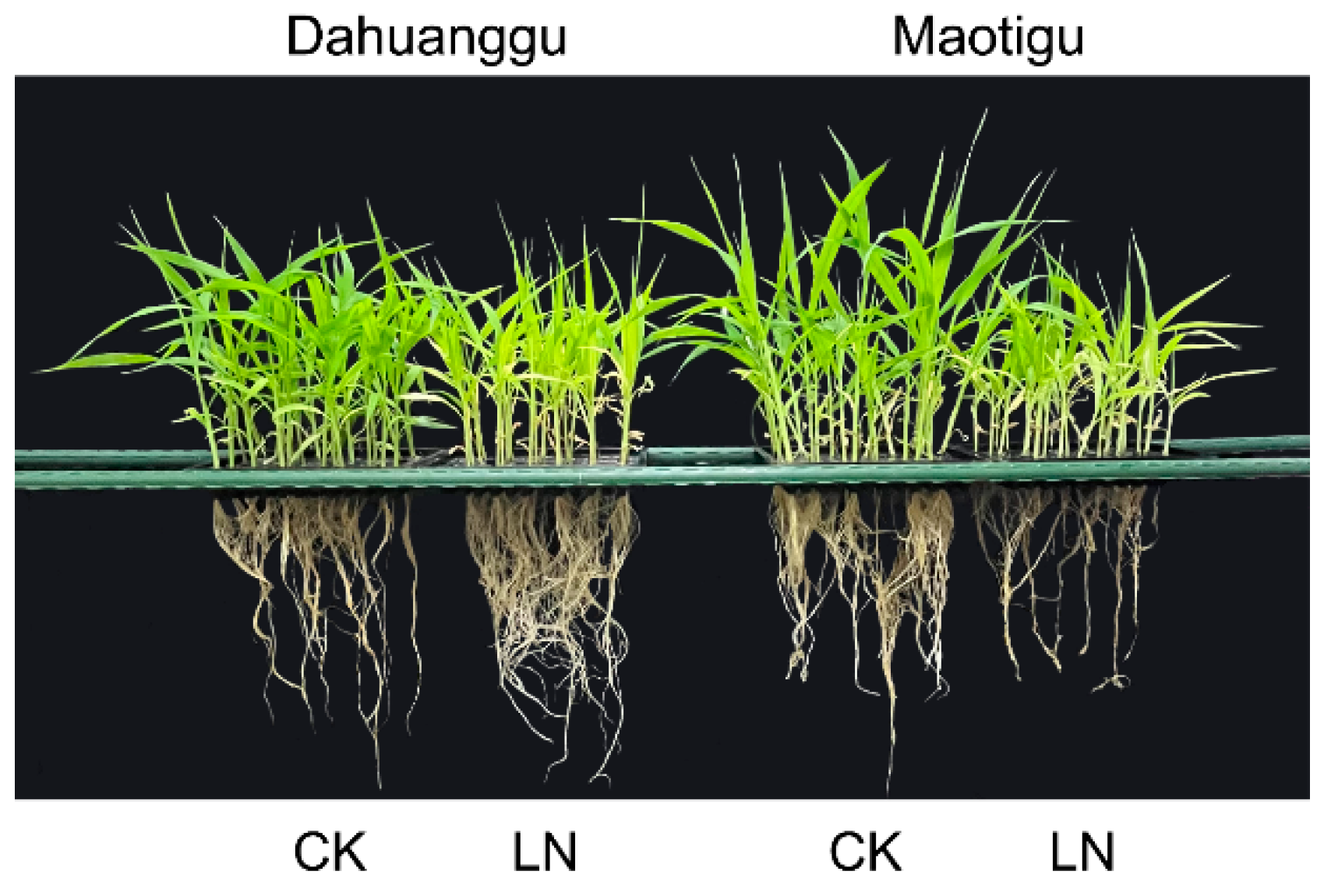 Agriculture 15 00628 g002