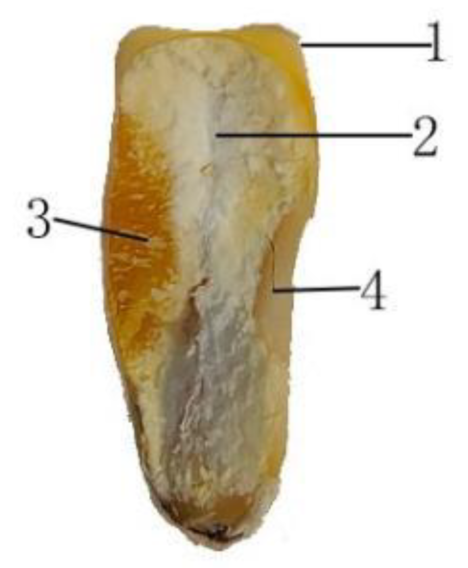 Agriculture 15 00636 g001