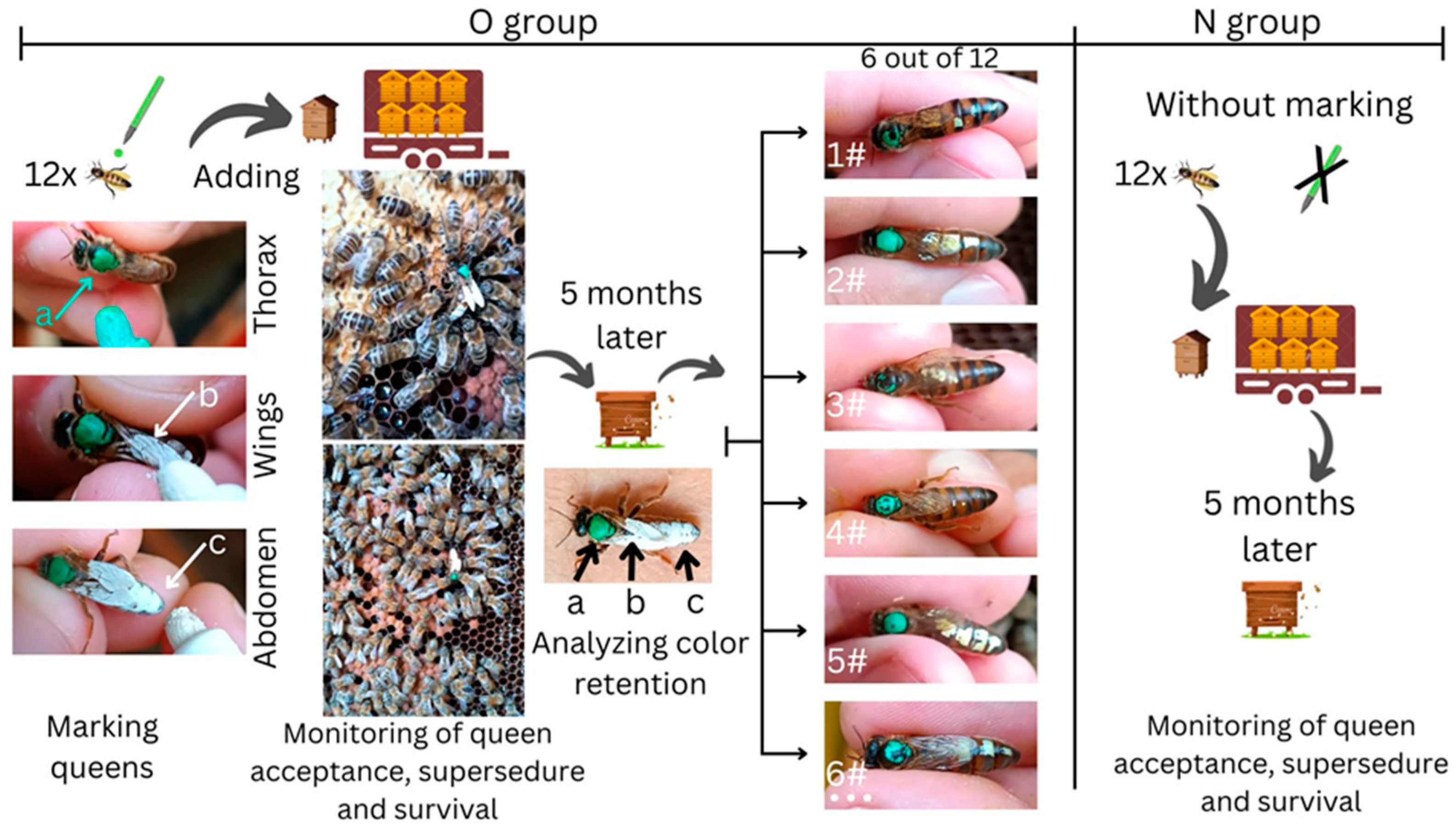 Agriculture 15 00645 g002