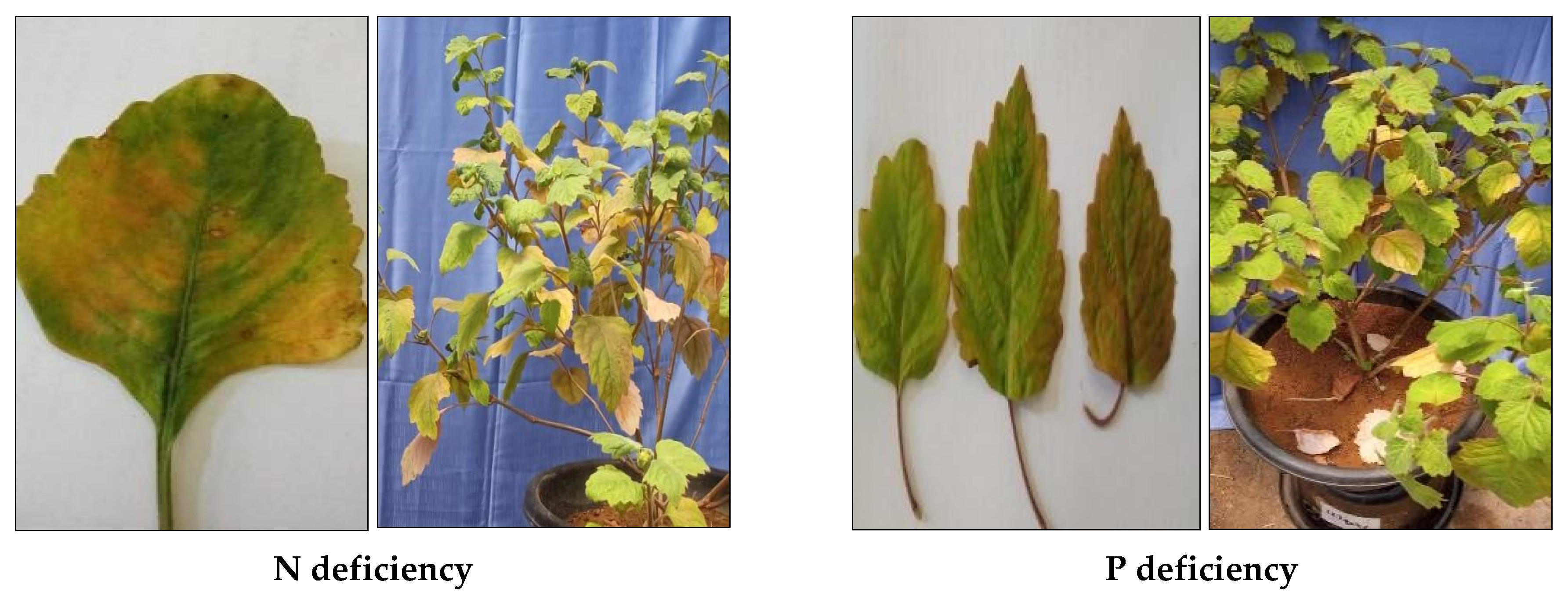 Agriculture 15 00651 g003