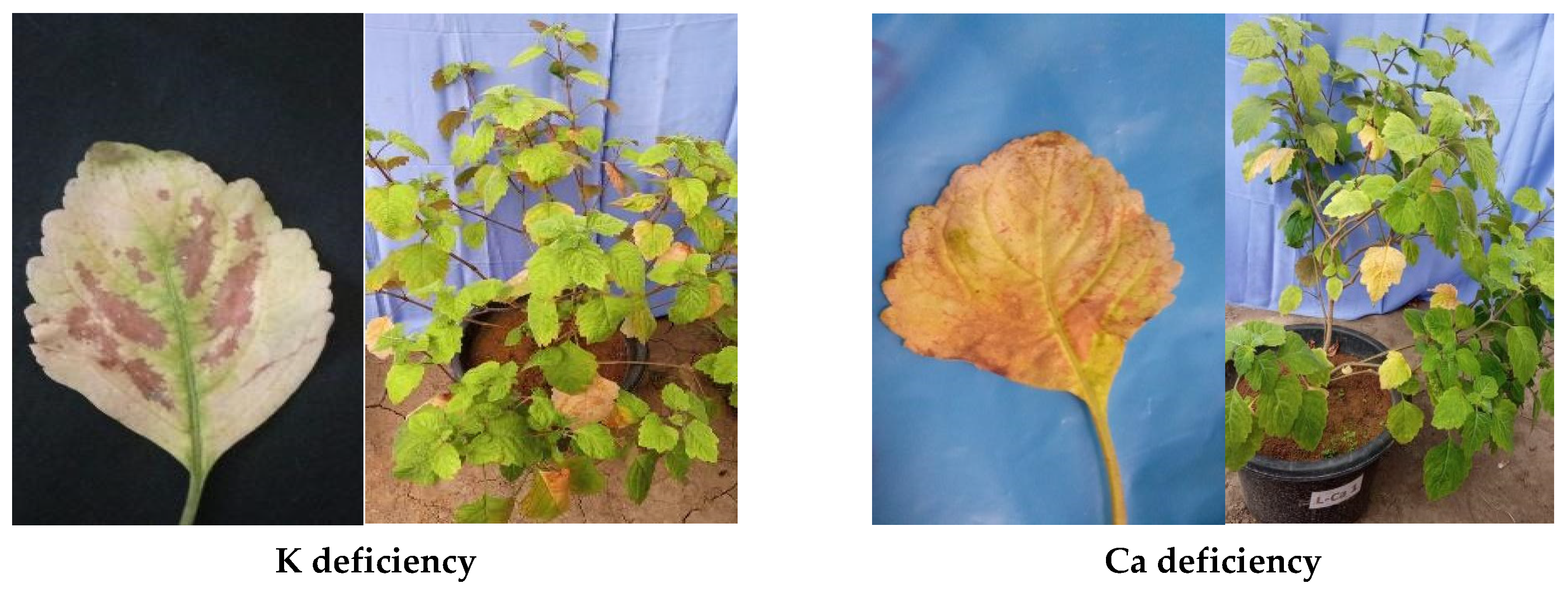 Agriculture 15 00651 g005