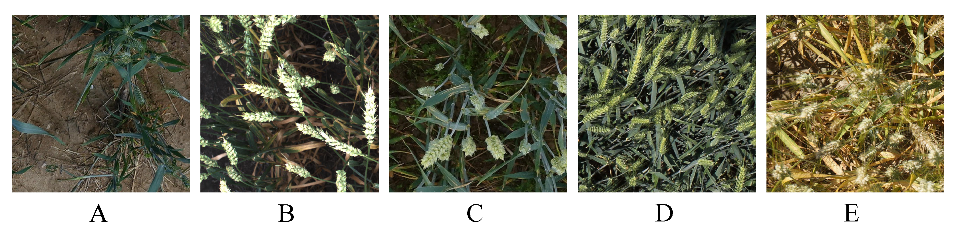 Agriculture 15 00670 g001