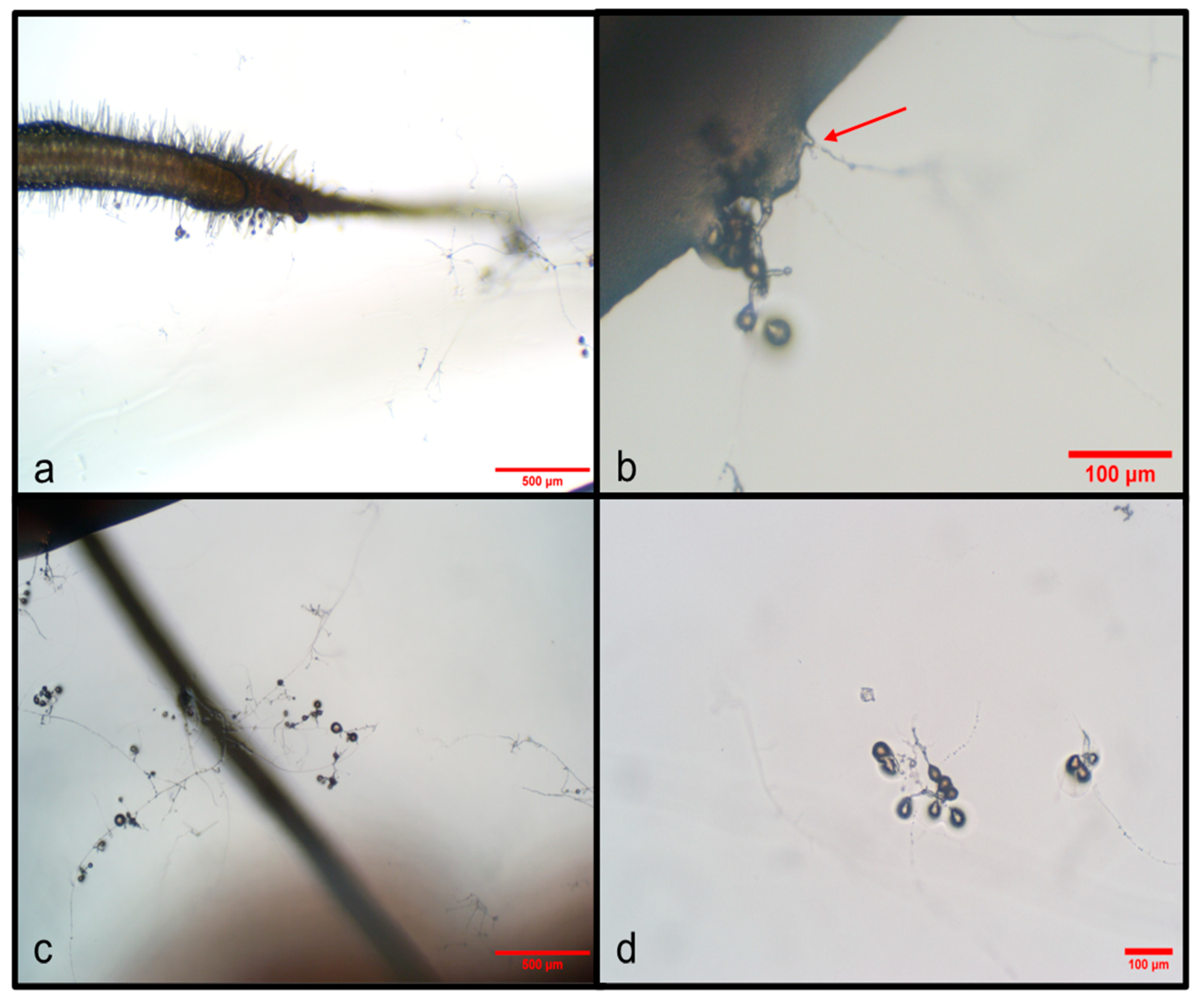 Agriculture 15 00673 g001