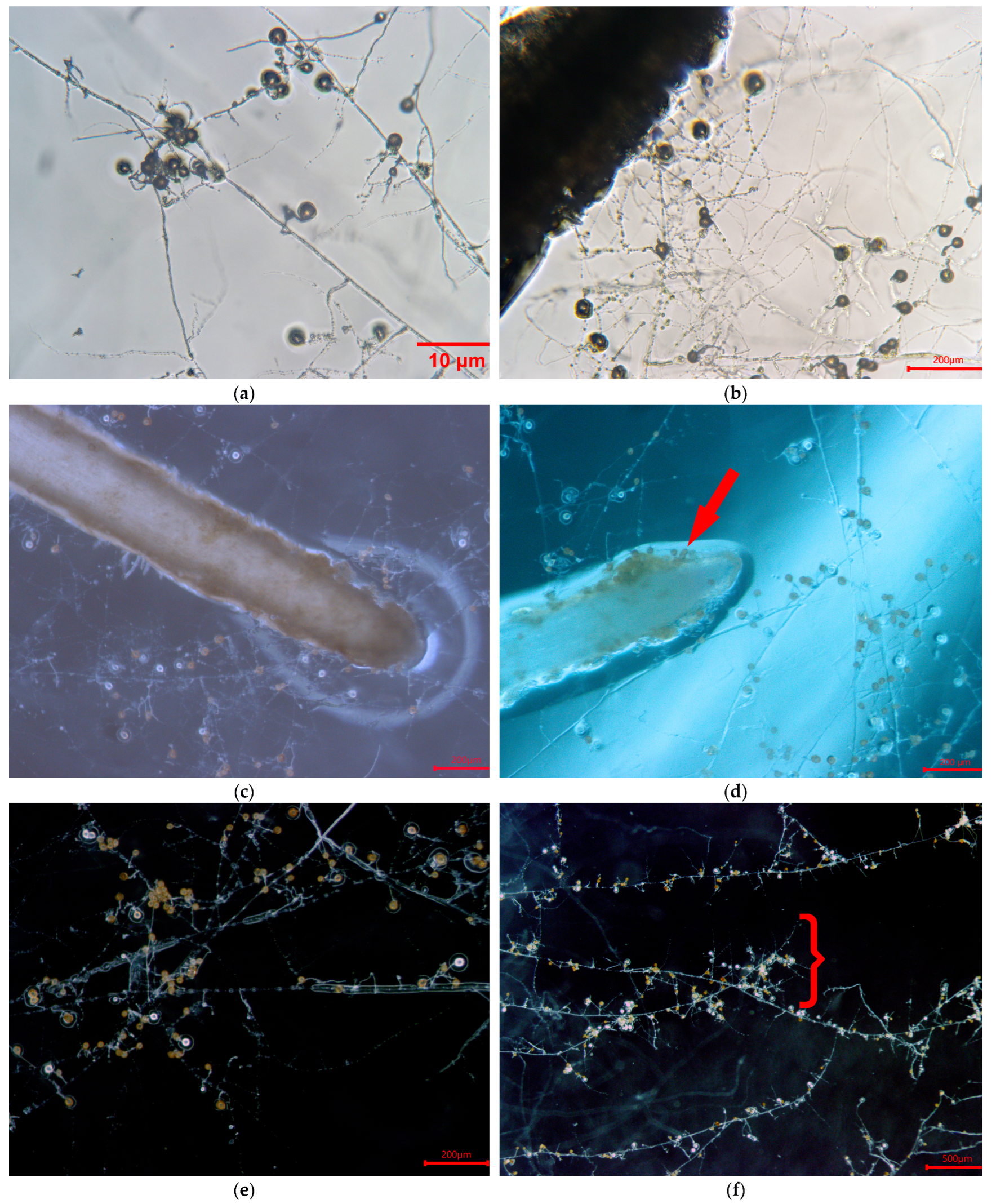 Agriculture 15 00673 g003