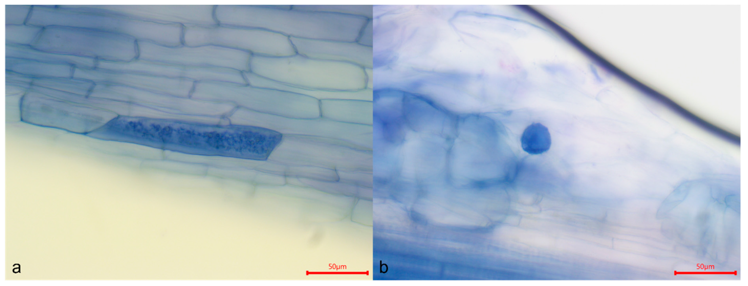 Agriculture 15 00673 g004