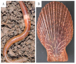 Agriculture 15 00675 i001