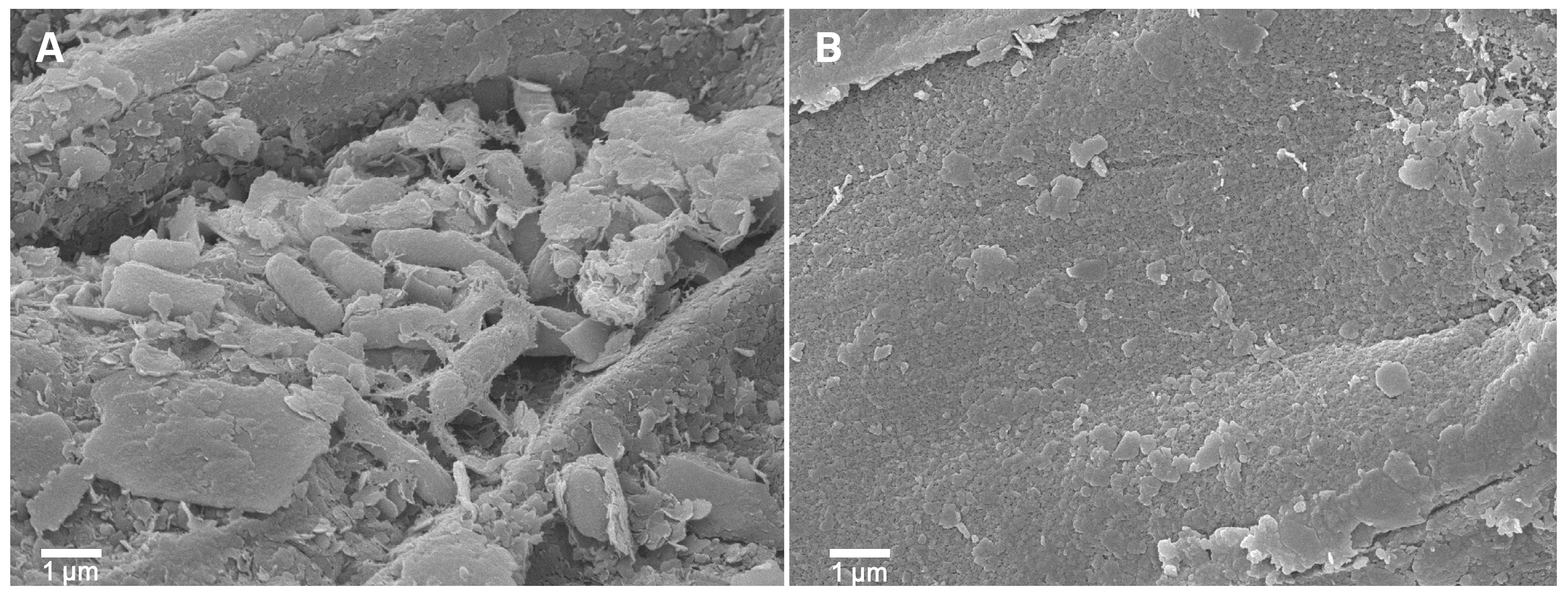 Agriculture 15 00707 g006