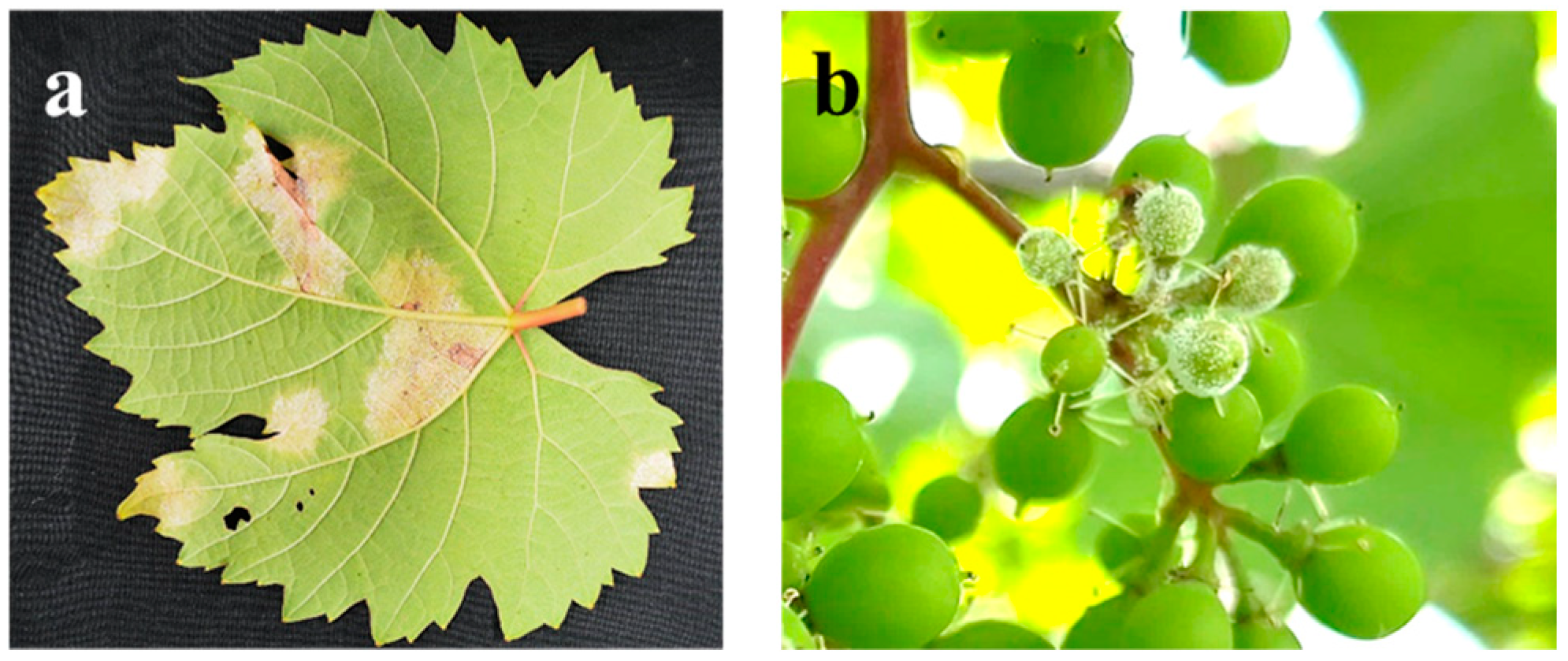 Agriculture 15 00714 g001