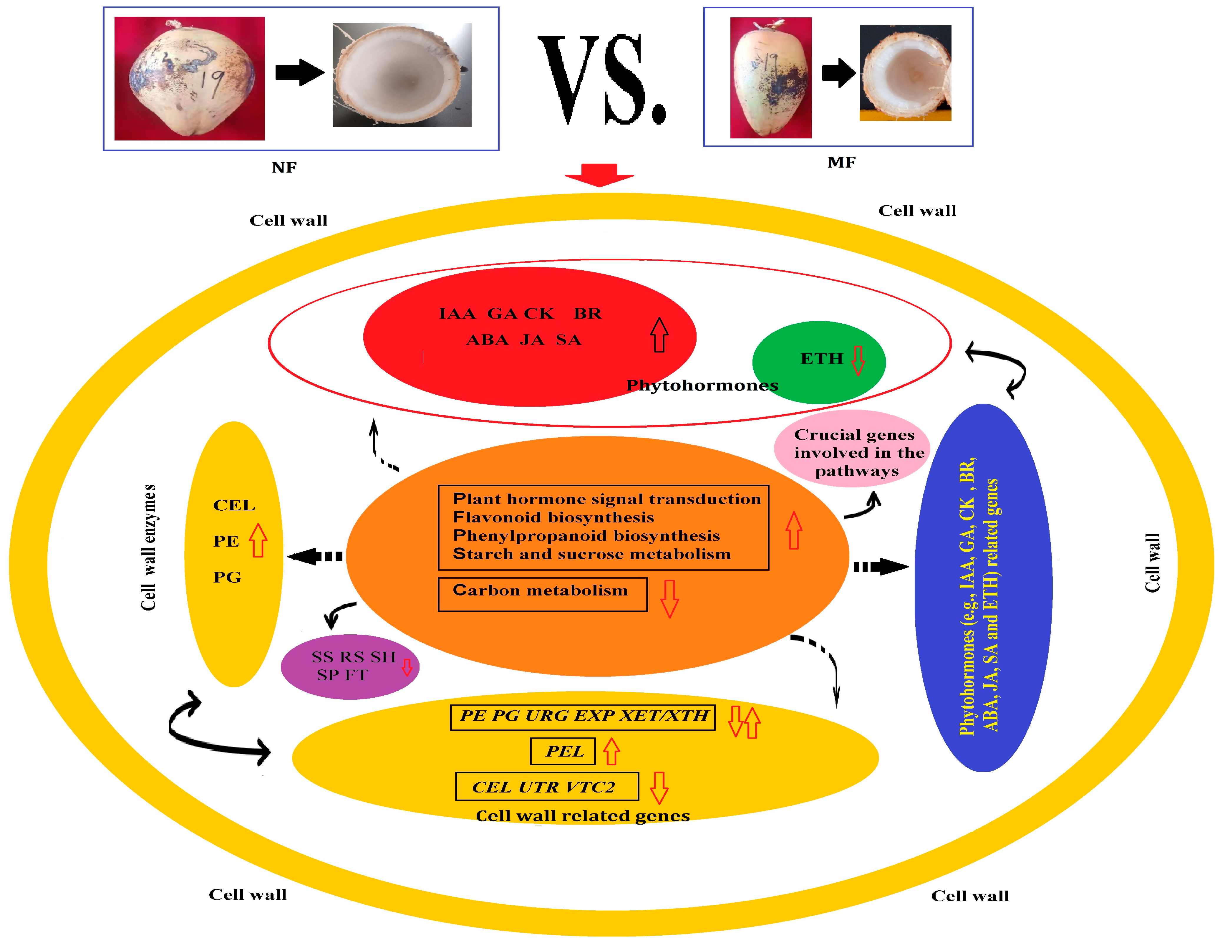 Agriculture 15 00723 g013