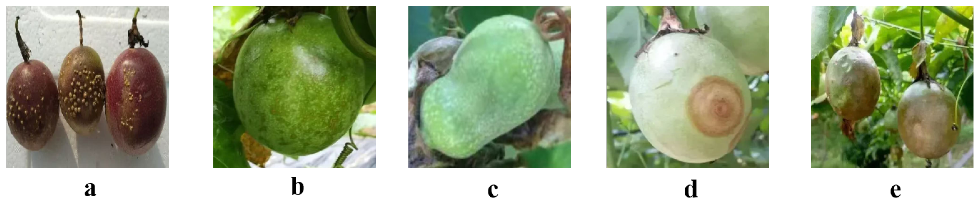 Agriculture 15 00733 g001