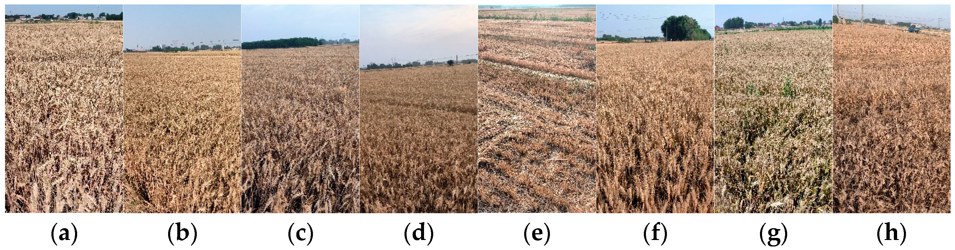 Agriculture 15 00736 g001