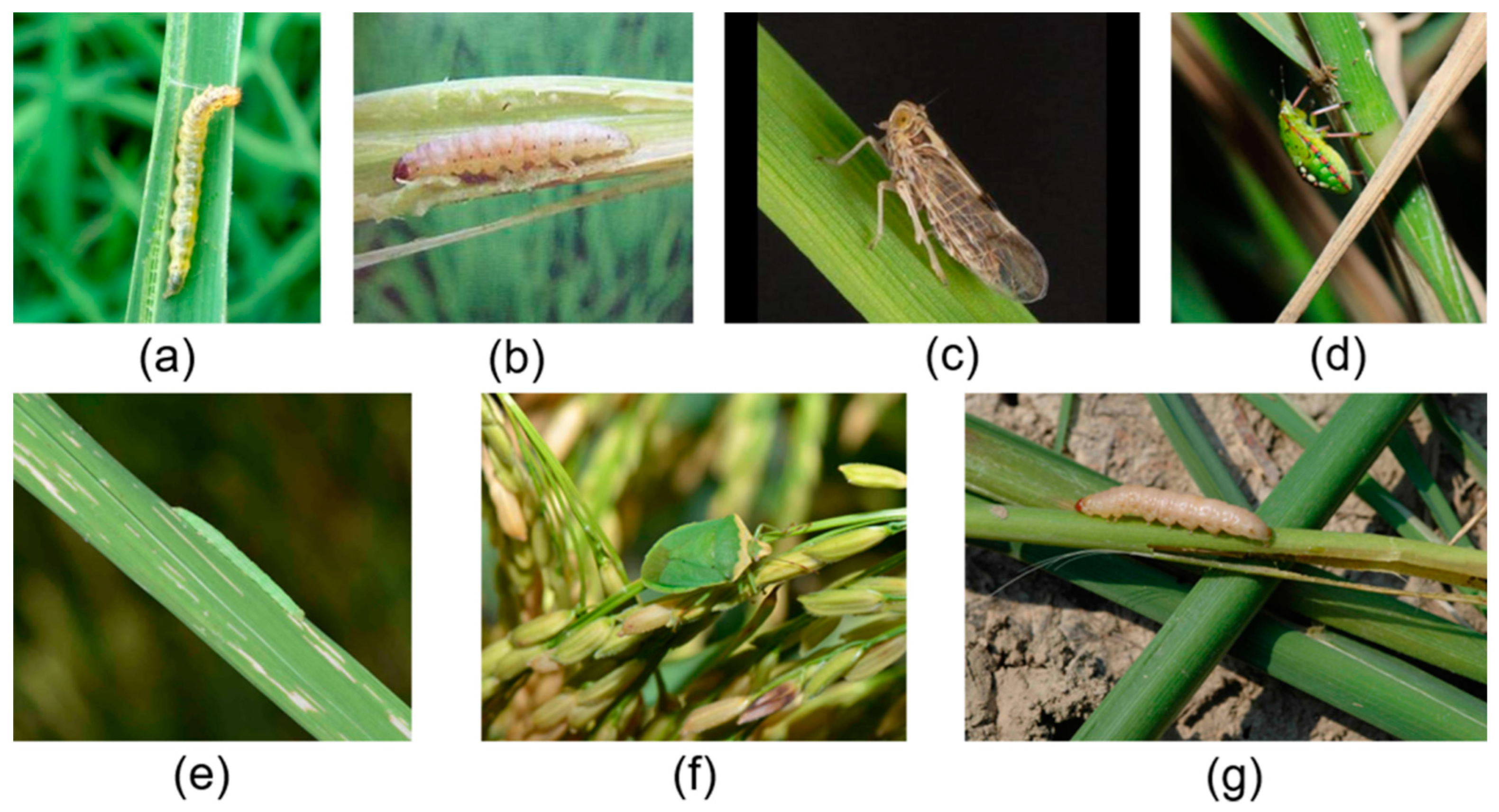 Agriculture 15 00798 g002