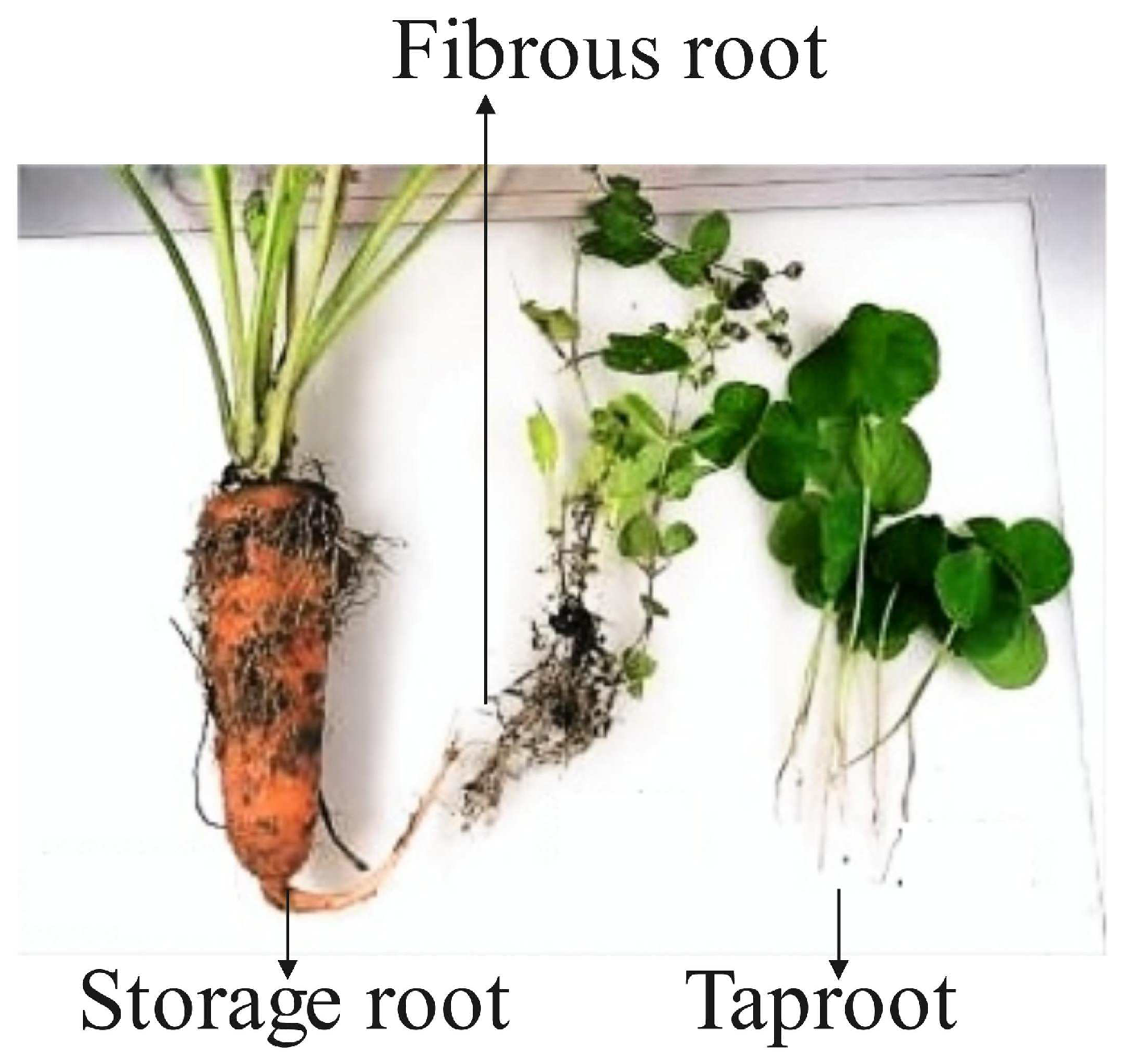 Agriculture 15 00809 g004