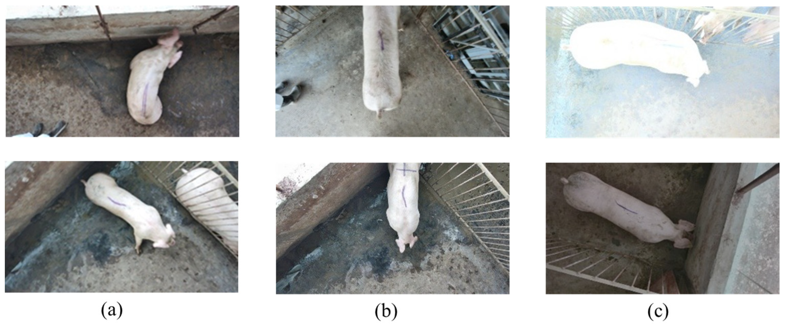 Agriculture 15 00814 g004