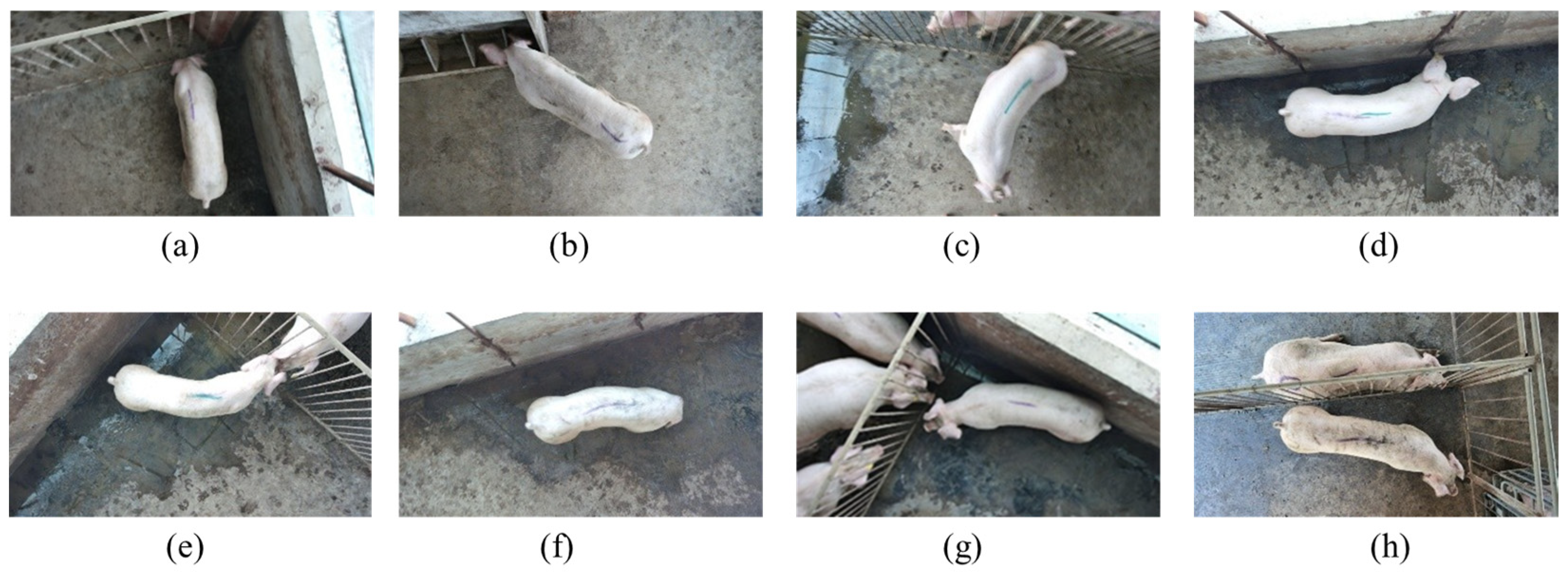 Agriculture 15 00814 g005