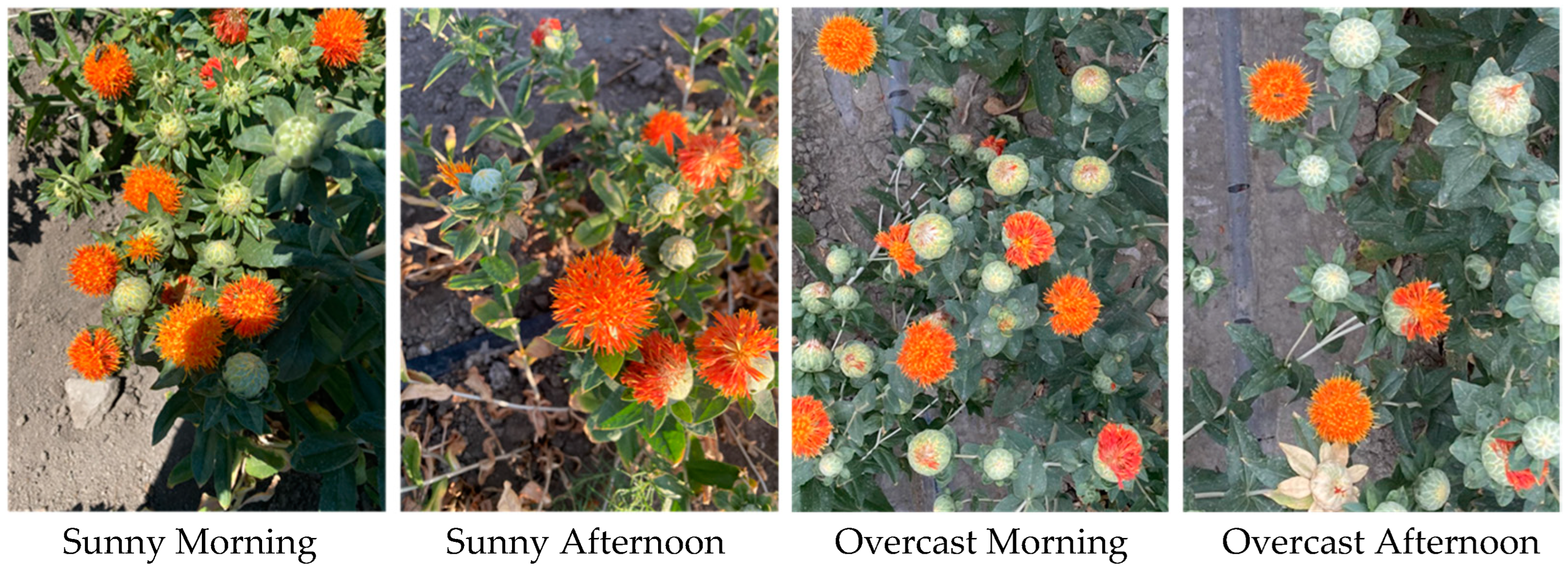 Agriculture 15 00855 g002