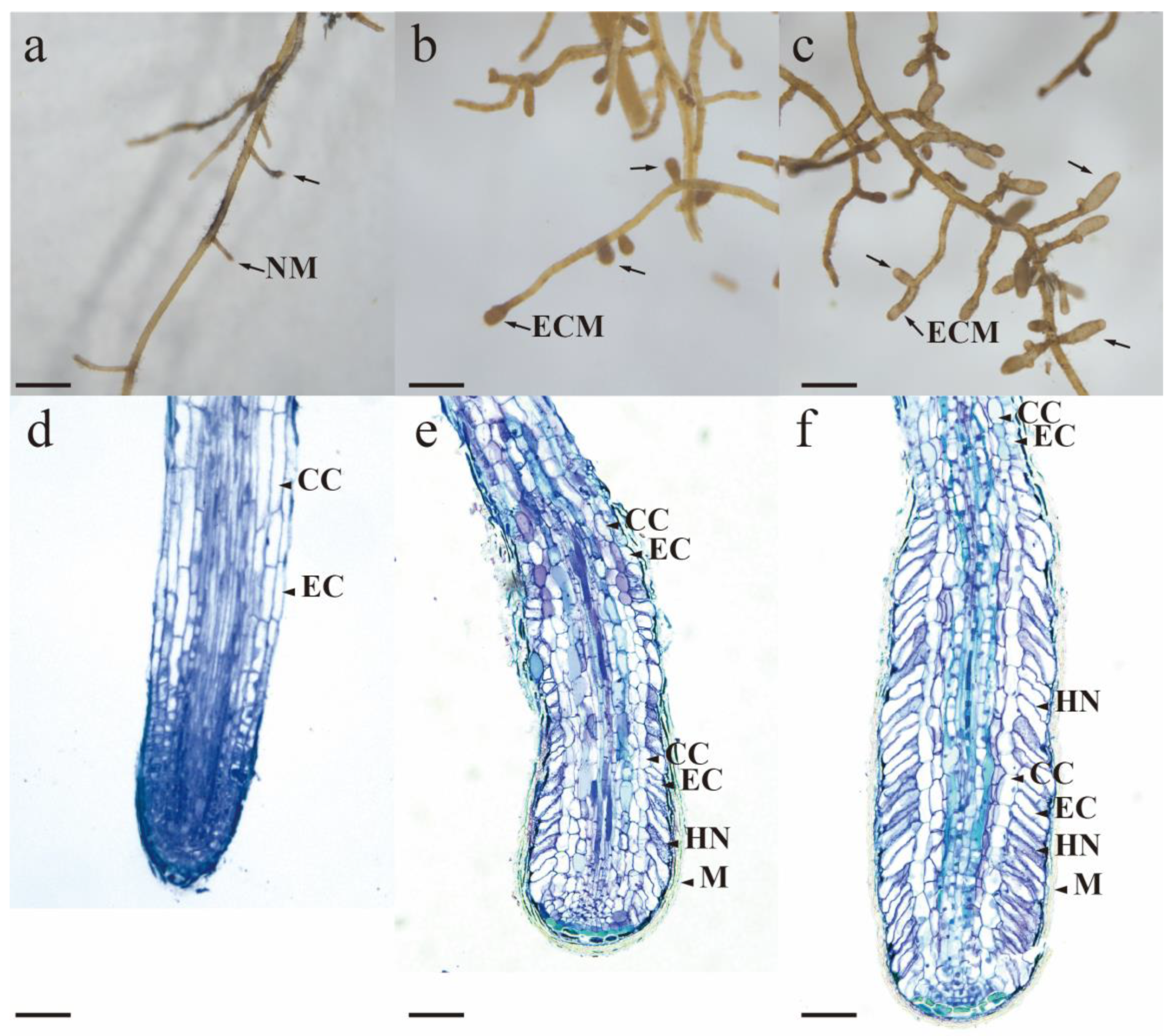 Agriculture 15 00868 g002