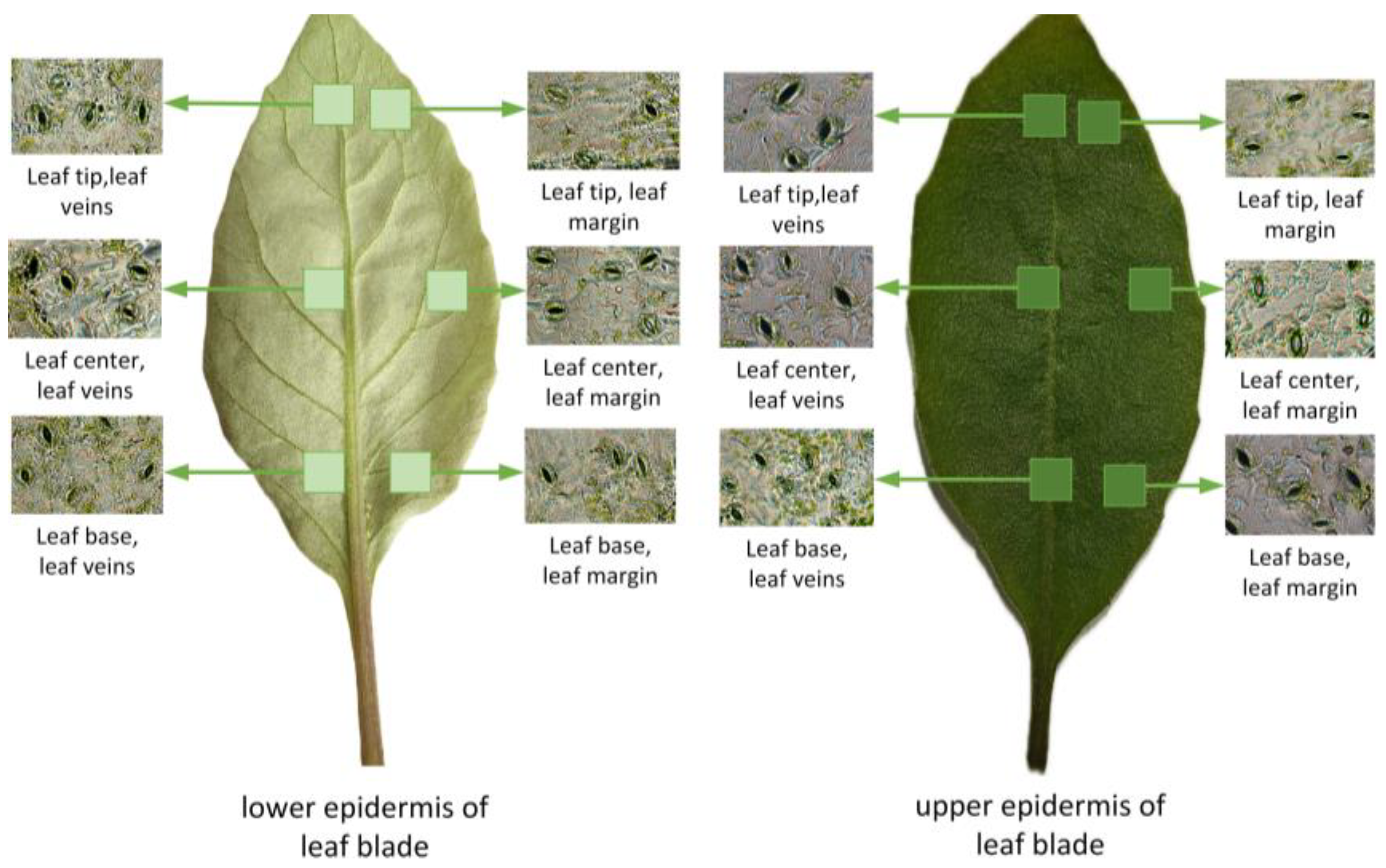 Agriculture 15 00878 g004