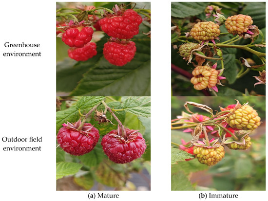 Red Raspberry Maturity Detection Based on Multi-Module Optimized ...