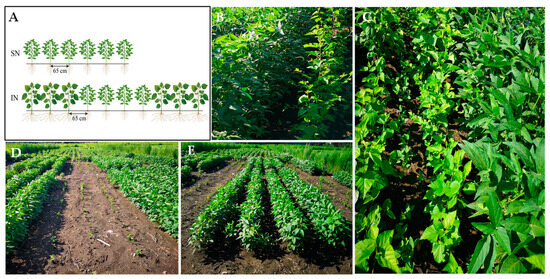 Intercropping Forage Mulberry Benefits Nodulation and Growth