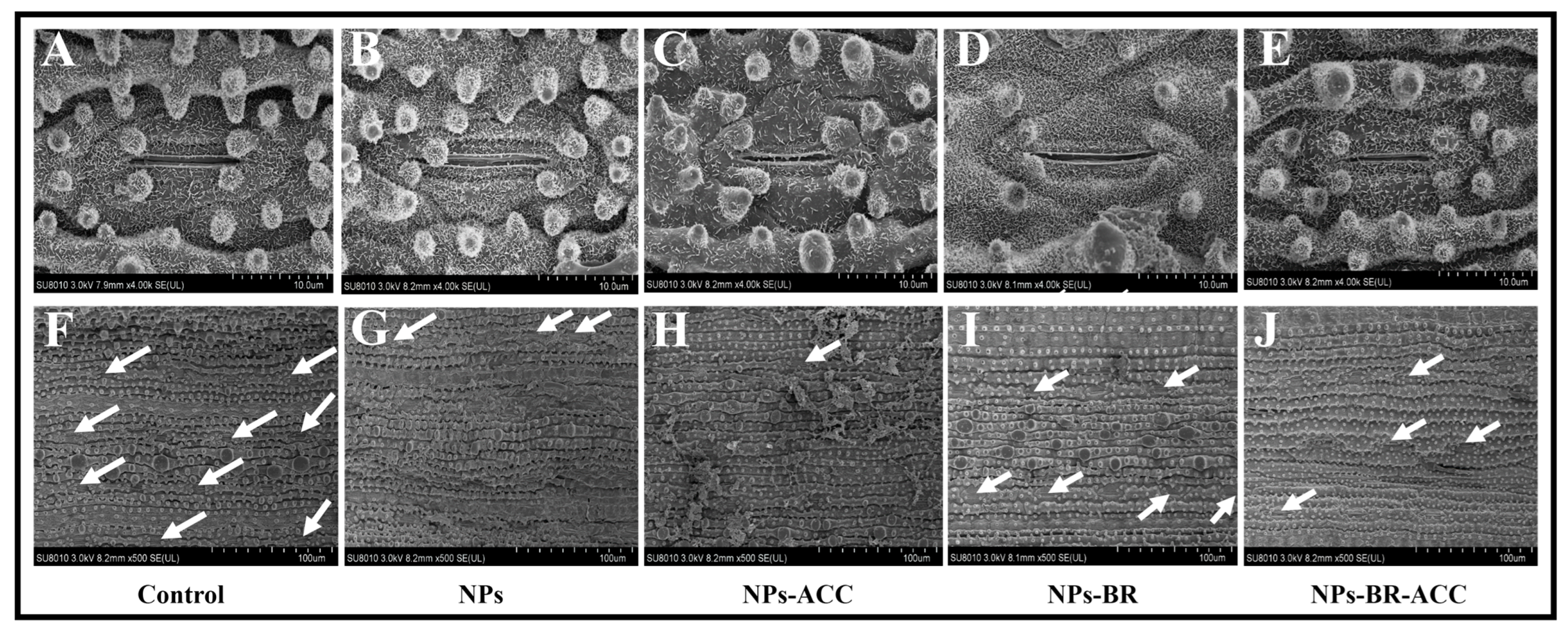 Agriculture 15 00907 g005