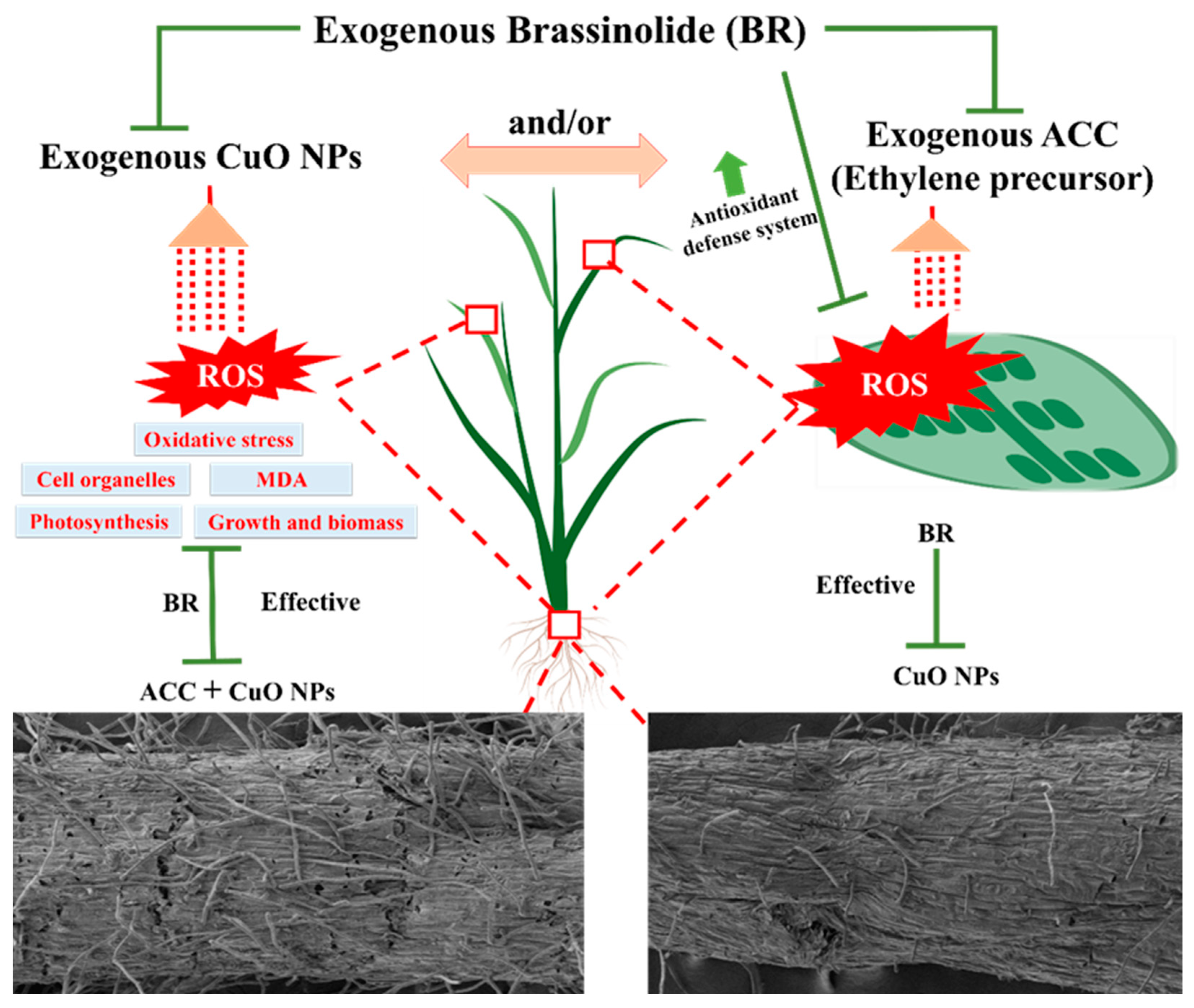 Agriculture 15 00907 g009