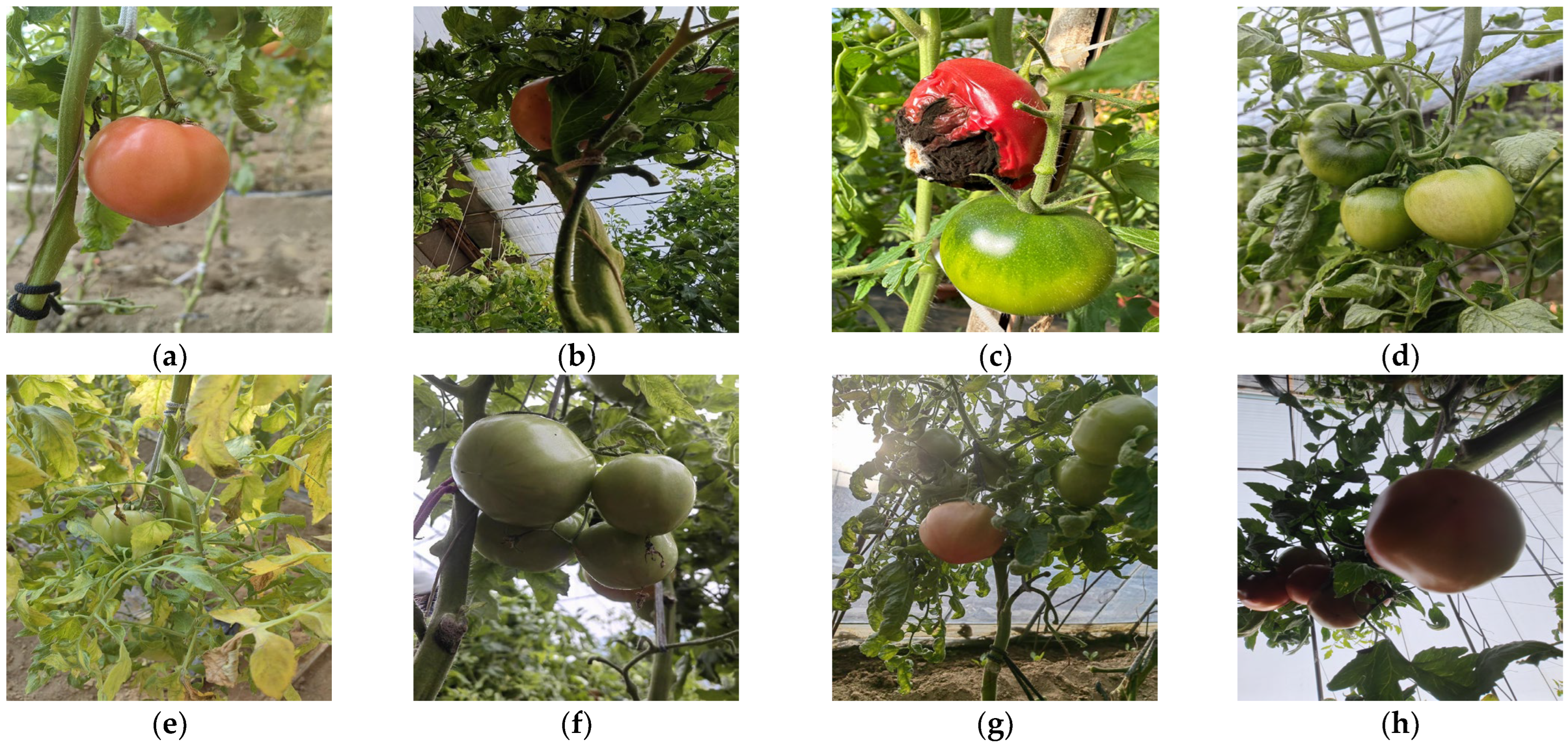 Agriculture 15 00936 g002