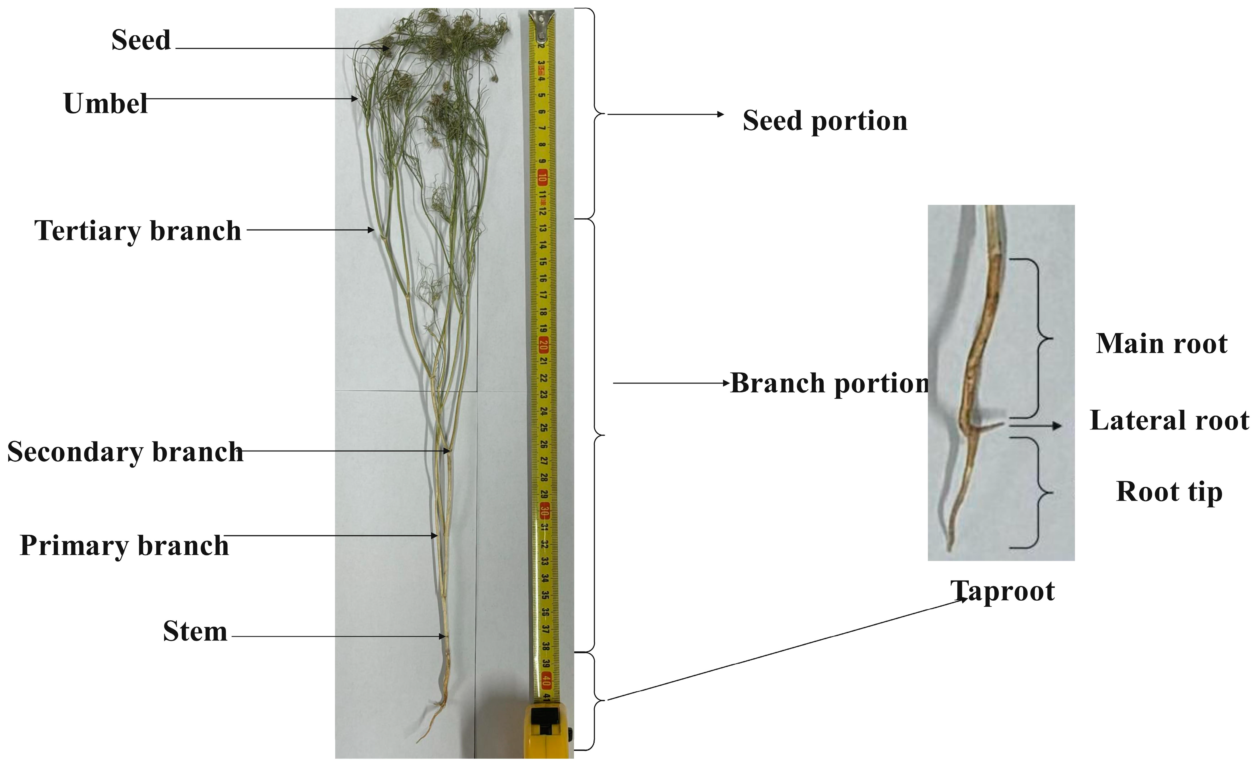 Agriculture 15 00940 g001
