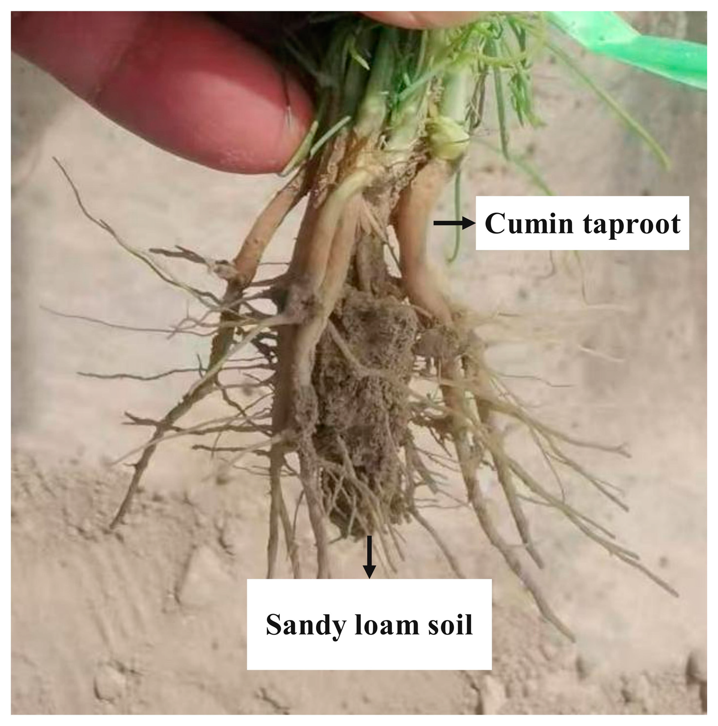 Agriculture 15 00940 g003