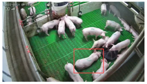 Agriculture 15 00968 i002