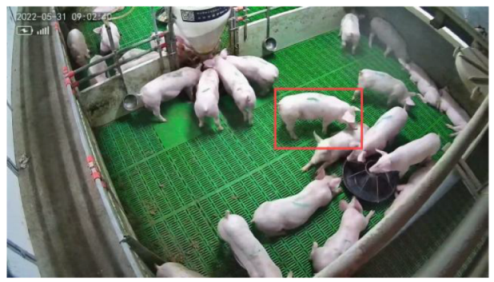 Agriculture 15 00968 i004