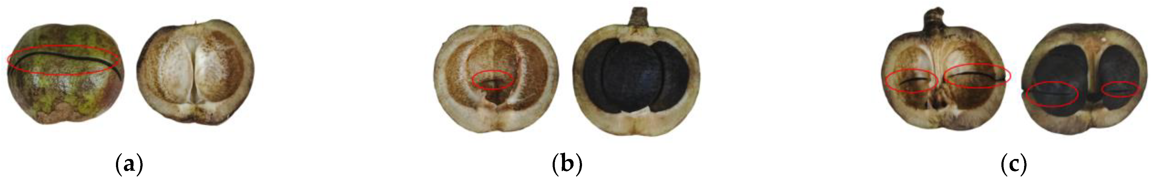 Agriculture 15 00987 g005