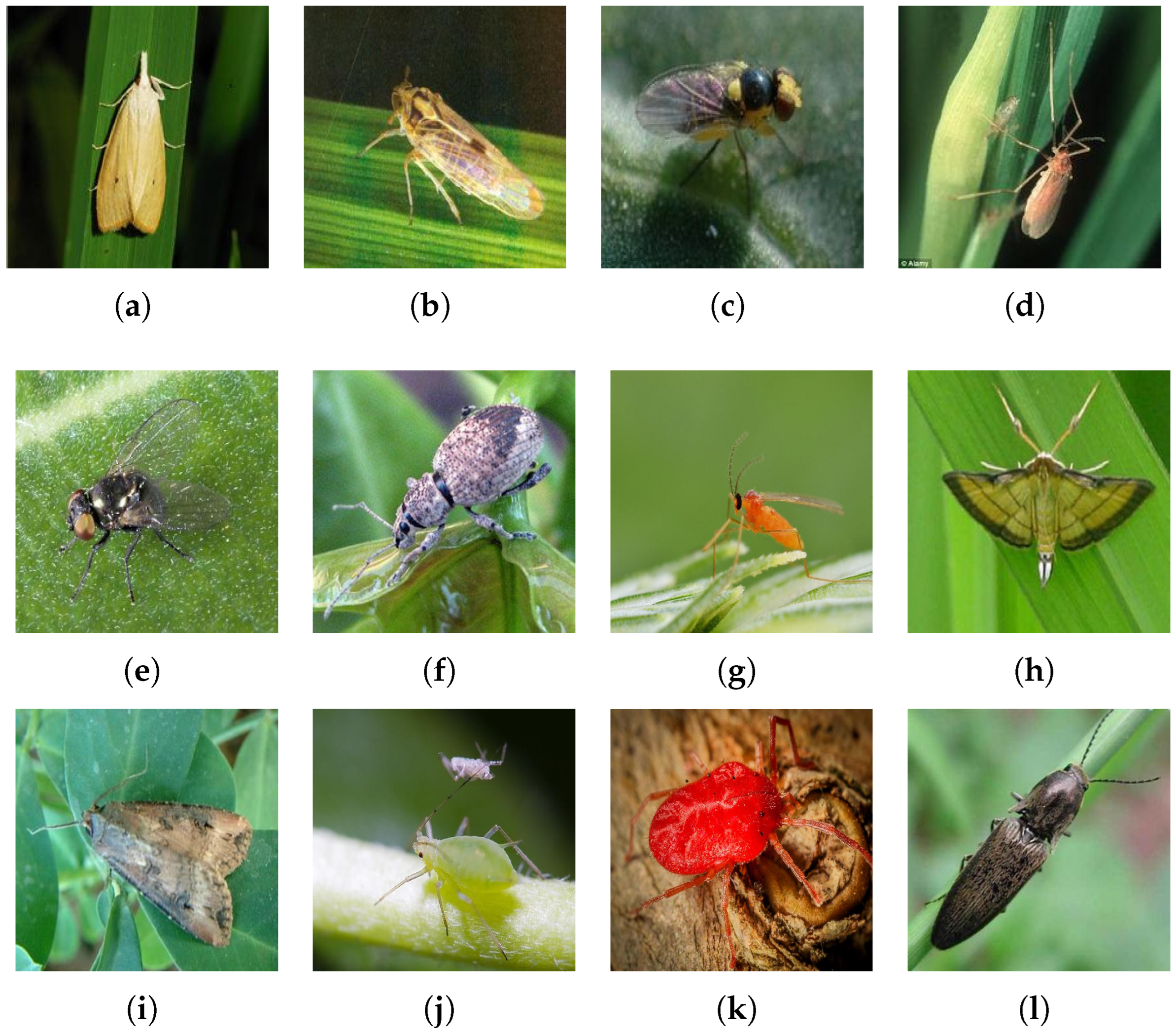 Agriculture 15 01006 g002