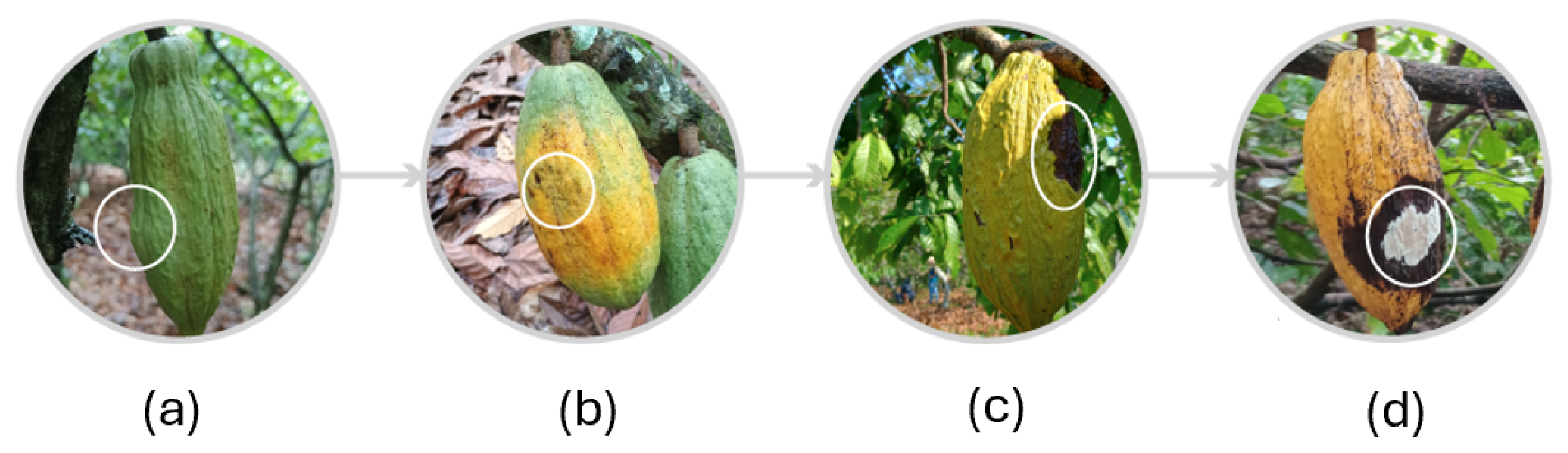 Agriculture 15 01032 g006