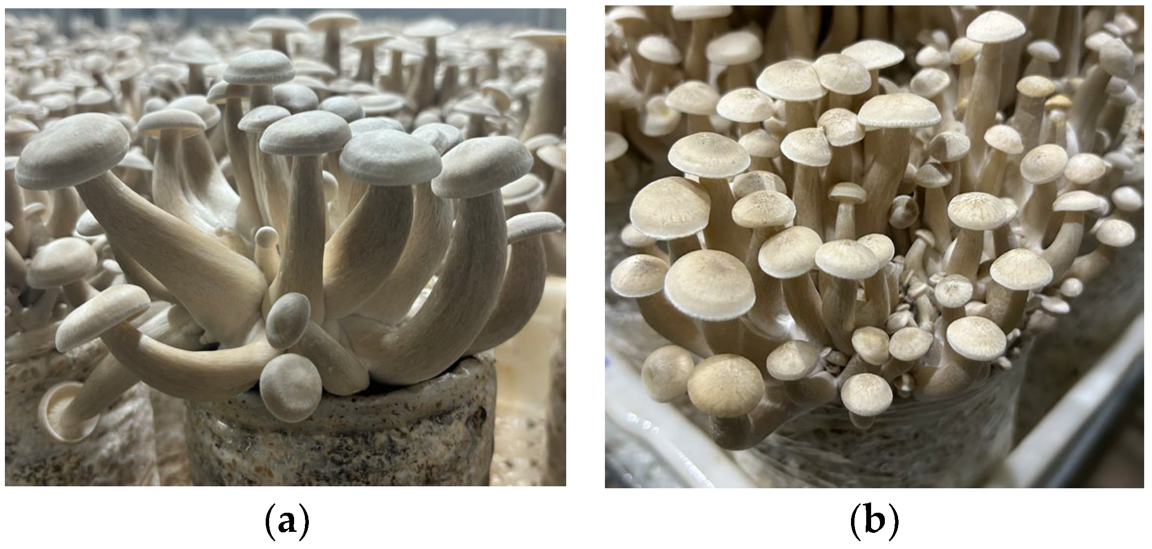 Agriculture 15 01045 g004