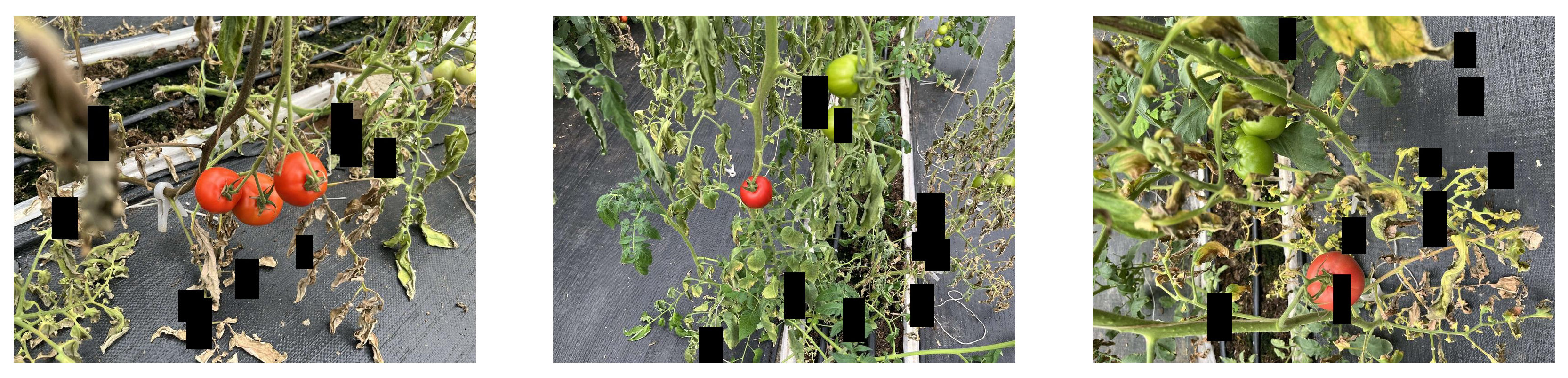 Agriculture 15 01060 g012