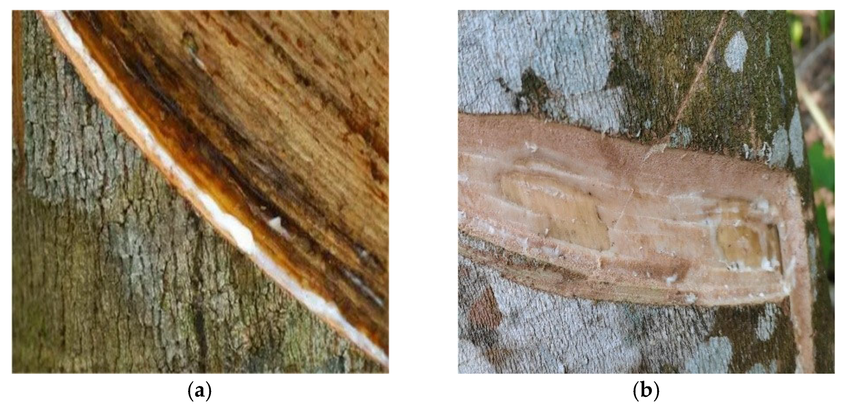 Agriculture 15 01089 g001