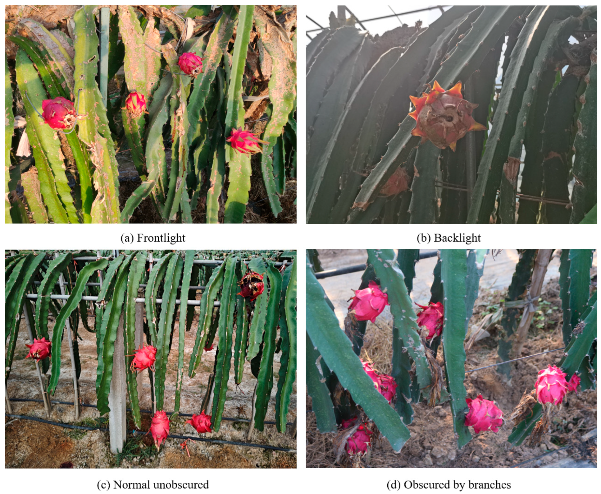 Agriculture 15 01120 g001